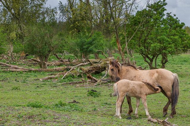 06 Oostvaardersplassen, konikpaarden.jpg